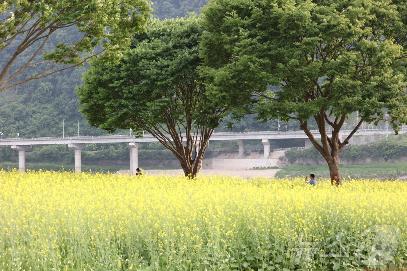 충북 단양군이 도담삼봉을 배경으로 조성한 &#39;도담정원&#39;&#40;단양군 제공&#41;2024.5.30/뉴스1