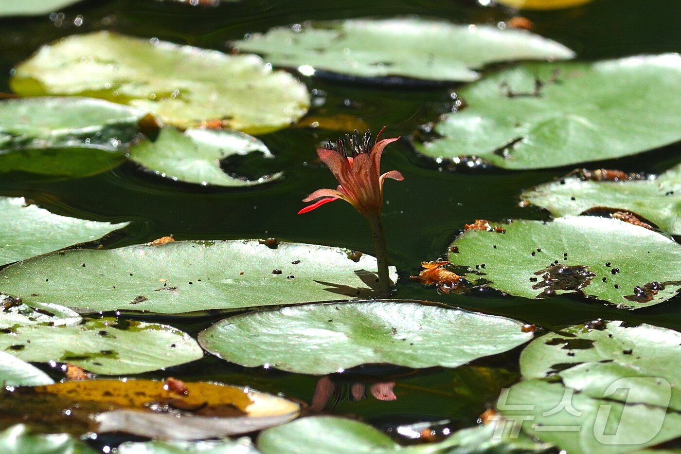 본문 이미지 - 강릉 순포습지에 최근 모습을 드러낸 멸종야생생물 2급 순채.(강릉시 제공) 2024.5.31/뉴스1