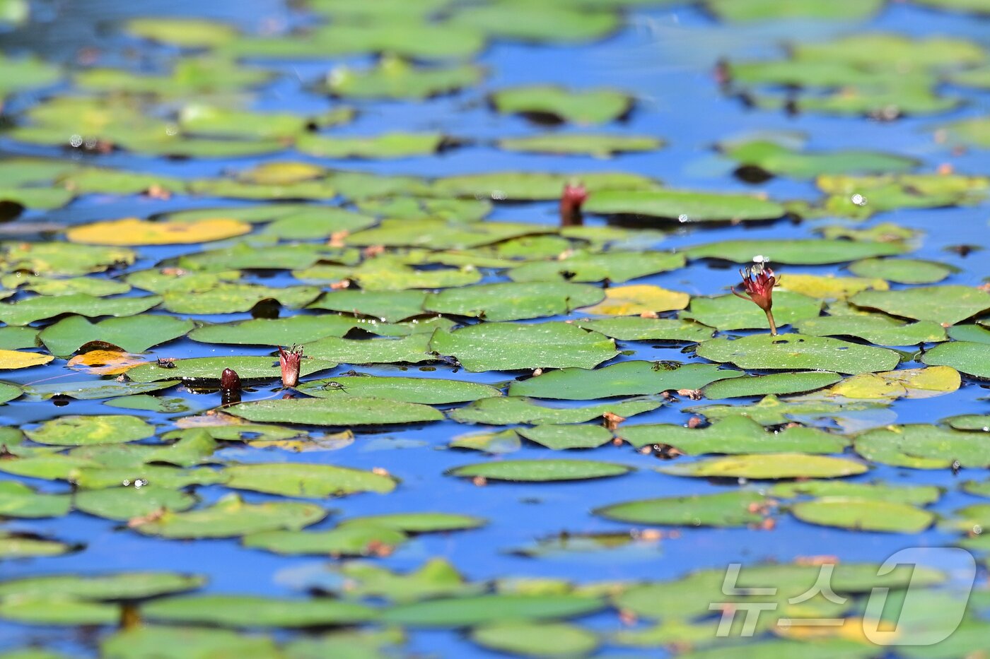 본문 이미지 - 강릉 순포습지에 최근 모습을 드러낸 멸종야생생물 2급 순채.(강릉시 제공) 2024.5.31/뉴스1