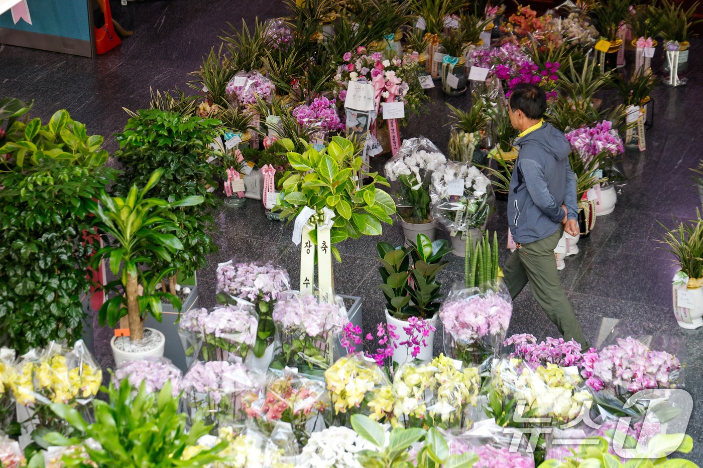 본문 이미지 - 제22대 국회 개원 이튿날인 31일 서울 여의도 국회의원회관에 의원실 앞으로 온 등원 축하 난이 가득 놓여 있다. 2024.5.31/뉴스1 ⓒ News1 안은나 기자