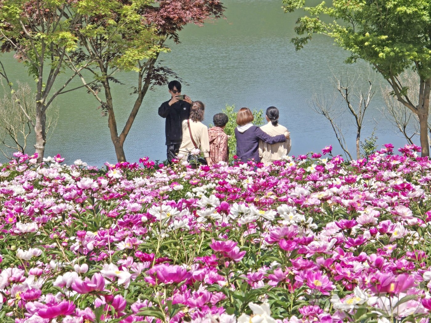 본문 이미지 - 전북자치도 임실군 옥정호 붕어섬에 조성된 생태공원.(임실군제공)2024.5.31/뉴스1