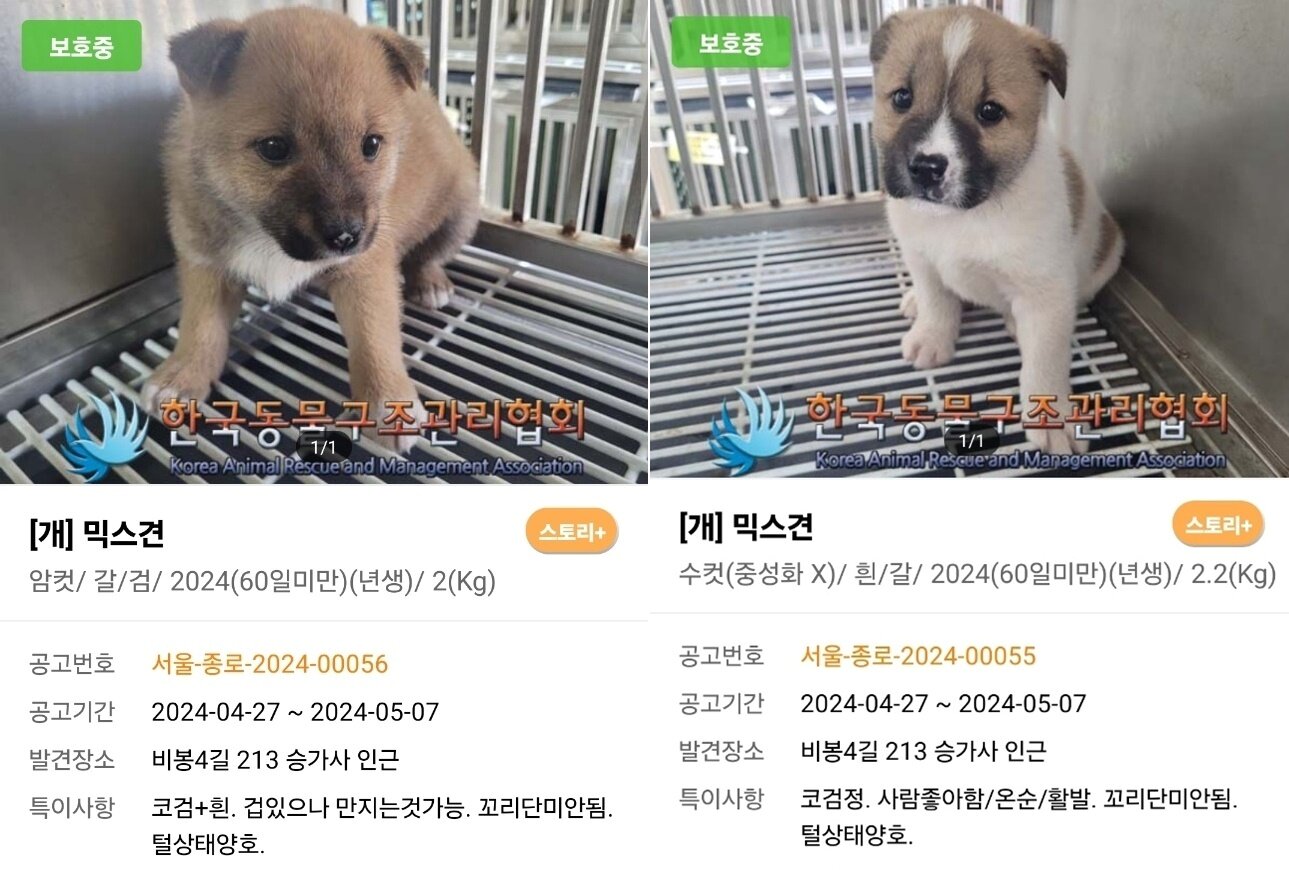본문 이미지 - 어린 나이에 길에서 떠돌던 수수와 호수는 한국동물구조관리협회에서 보호하며 가족을 찾았지만 입양자가 나타나지 않아 안락사 위기에 처해 있었다. &#40;동물과 함께 행복한 세상 제공&#41; ⓒ 뉴스1