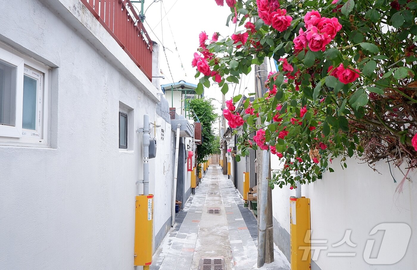 본문 이미지 - 초여름날의 황오동 골목길ⓒ News1 윤슬빈 기자 