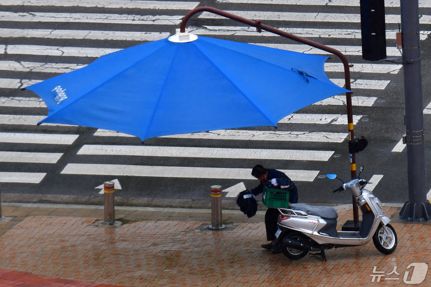 (포항=뉴스1) 최창호 기자 = 7일 경북 포항시 시청 앞 횡단보도에 설치돼 있는 그늘막 우산 밑에서 이륜차를 타고 가던 시민이 비를 피하고 있다. 2024.5.7/뉴스1