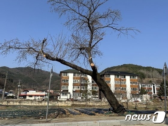 사진은 지난해 4월 전정작업 뒤 그대로 방치된 수안보 벚나무./뉴스1 