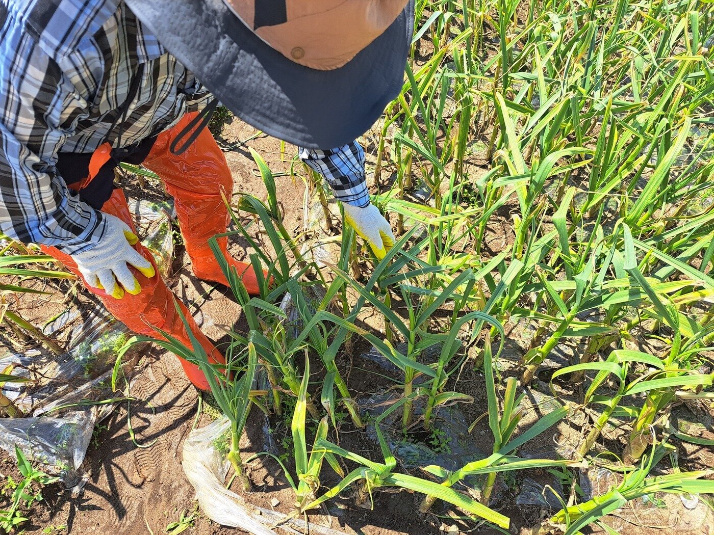 본문 이미지 - 남해군 이동면 초음리 마늘 재배논에서 최유신 씨가 벌마늘을 설명하고 있다.2024.5.8/뉴스1 강미영기