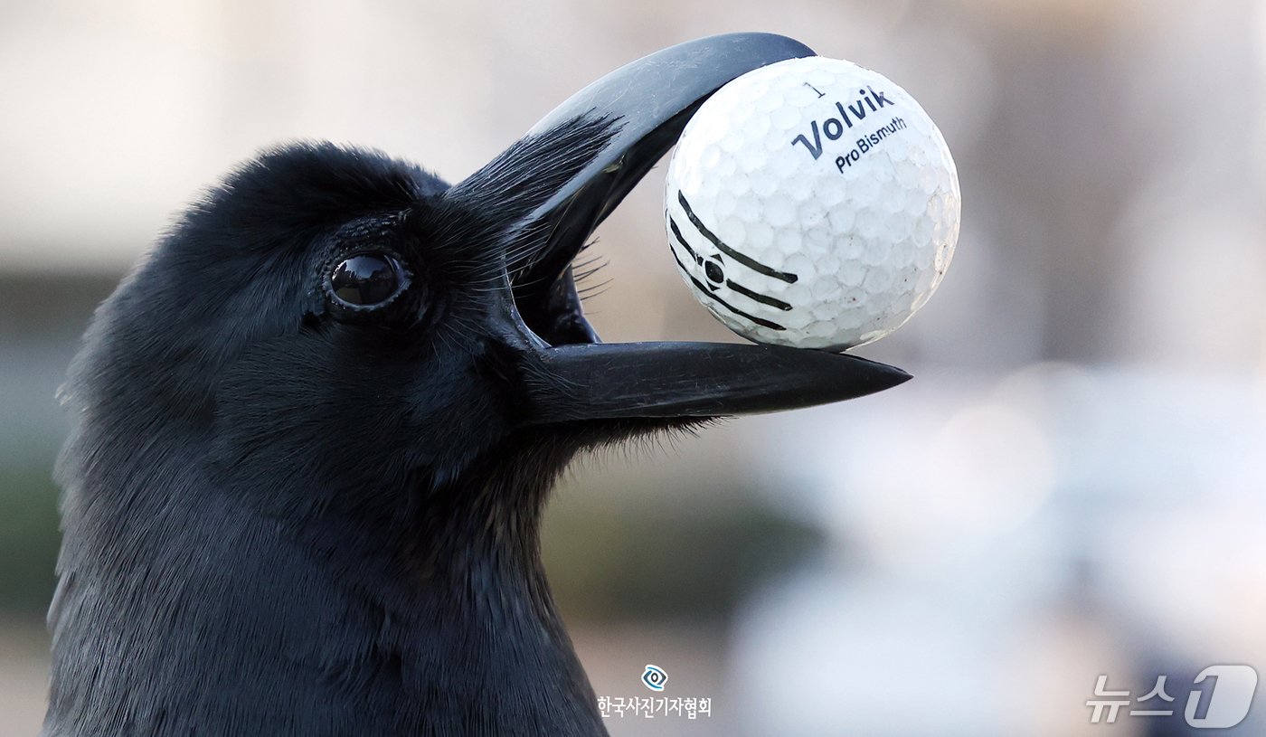 본문 이미지 - 16일 서울 서초구 한 보행로에서 까마귀가 골프공을 입에 물고 탐색을 하고 있다. 까마귀는 호김심이 많아 반짝이는 물건을 집어가는 습성이 있어서 둥지 안에 반짝이는 것들을 잔뜩 모아두곤 한다. ⓒ News1 김명섭기자