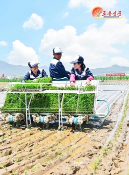 온실에서 재배한 벼모로 모내기하는 북한 만경대구역 농장원들