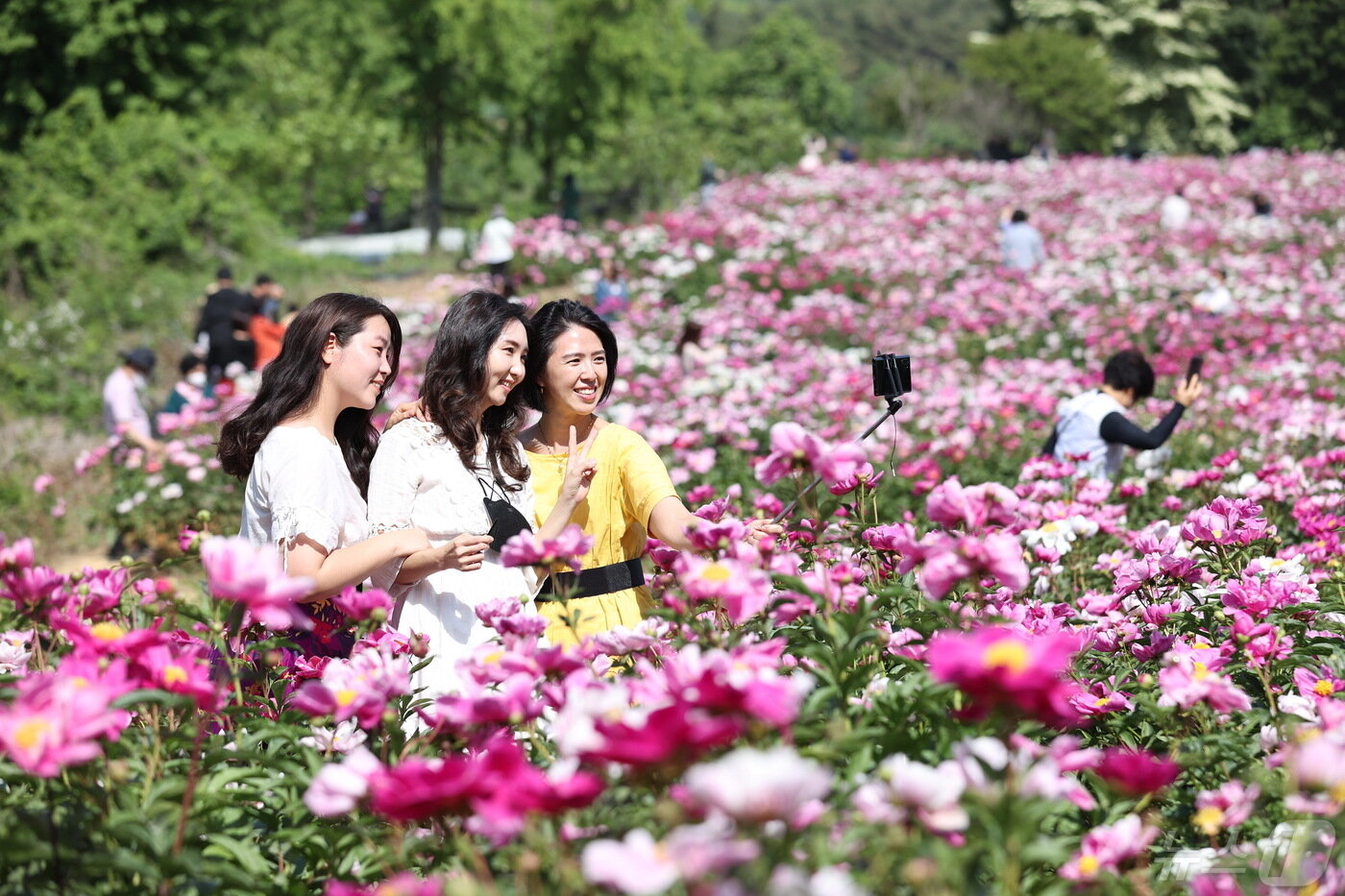 본문 이미지 - 전북 임실군은 옥정호 붕어섬에 핀 작약.(임실군제공)2024.5.9/뉴스1 ⓒ News1 김동규 기자