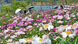 작약꽃 만발한 붕어섬생태공원