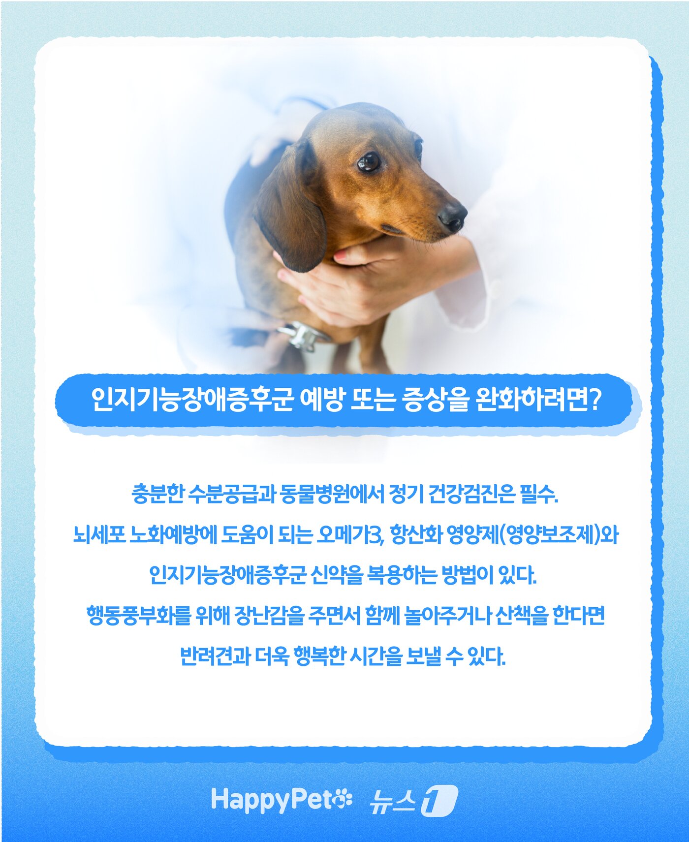 본문 이미지 - 인지기능장애 펫카드 ⓒ 뉴스1