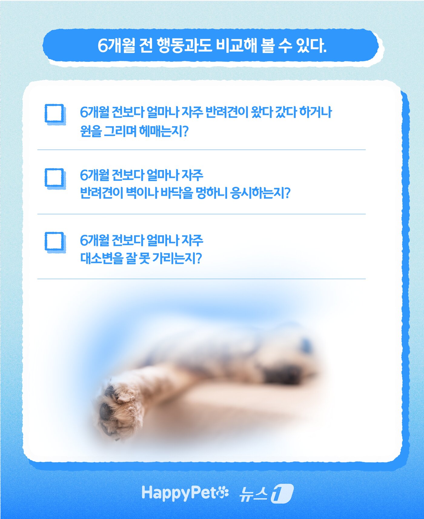 본문 이미지 - 인지기능장애 펫카드 ⓒ 뉴스1