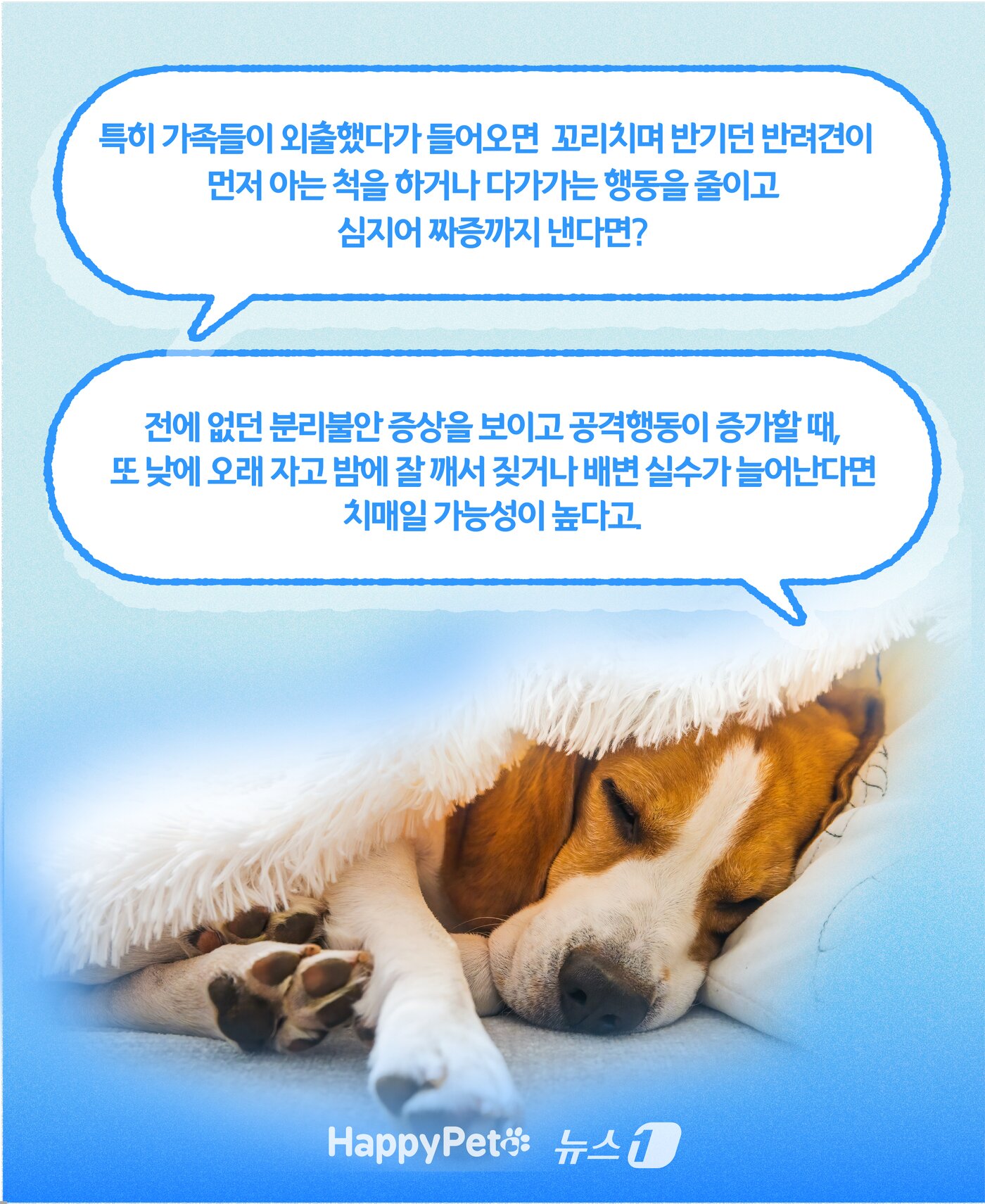 본문 이미지 - 인지기능장애 펫카드 ⓒ 뉴스1