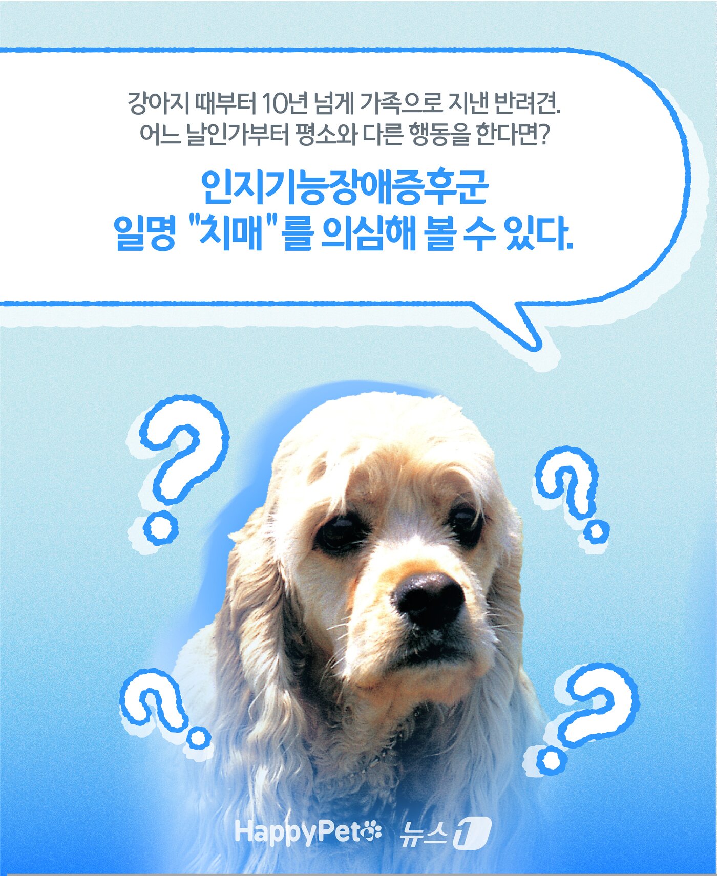 본문 이미지 - 인지기능장애 펫카드 ⓒ 뉴스1