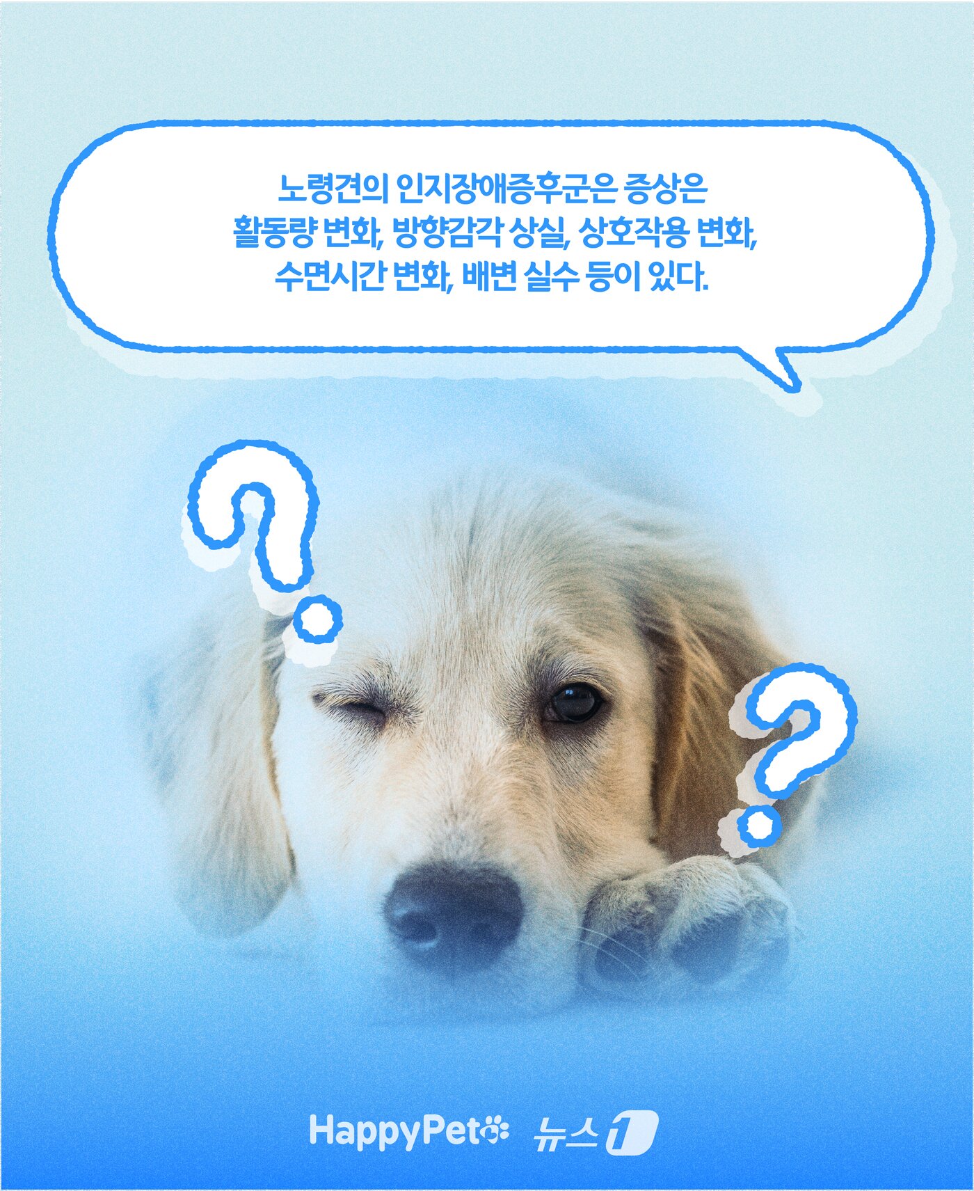 본문 이미지 - 인지기능장애 펫카드 ⓒ 뉴스1