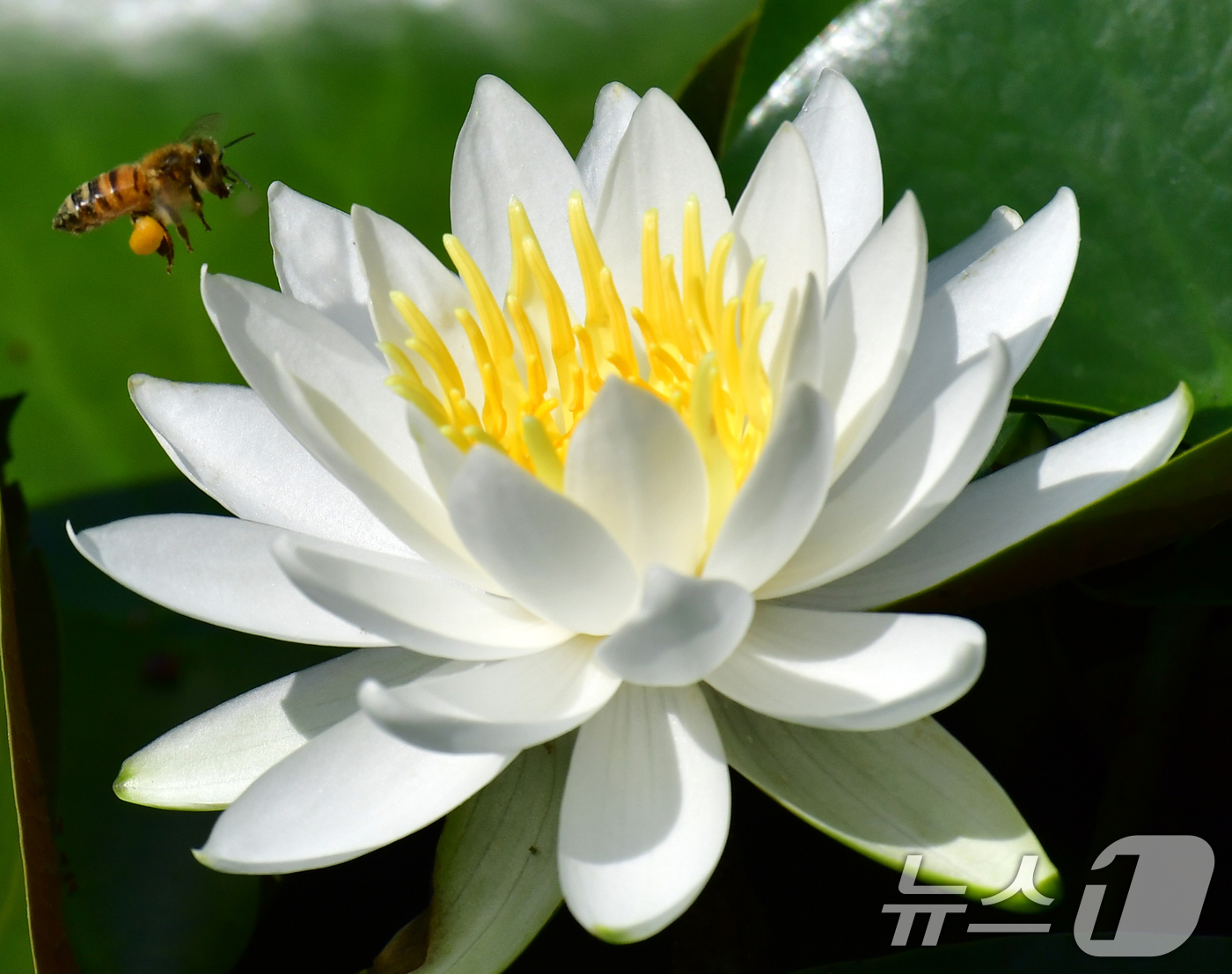 (포항=뉴스1) 최창호 기자 = 10일 오전 포스텍 캠퍼스 내 작은 연못에 핀 수련꽃으로 꿀벌이 모여들고 있다. 2024.6.10/뉴스1
