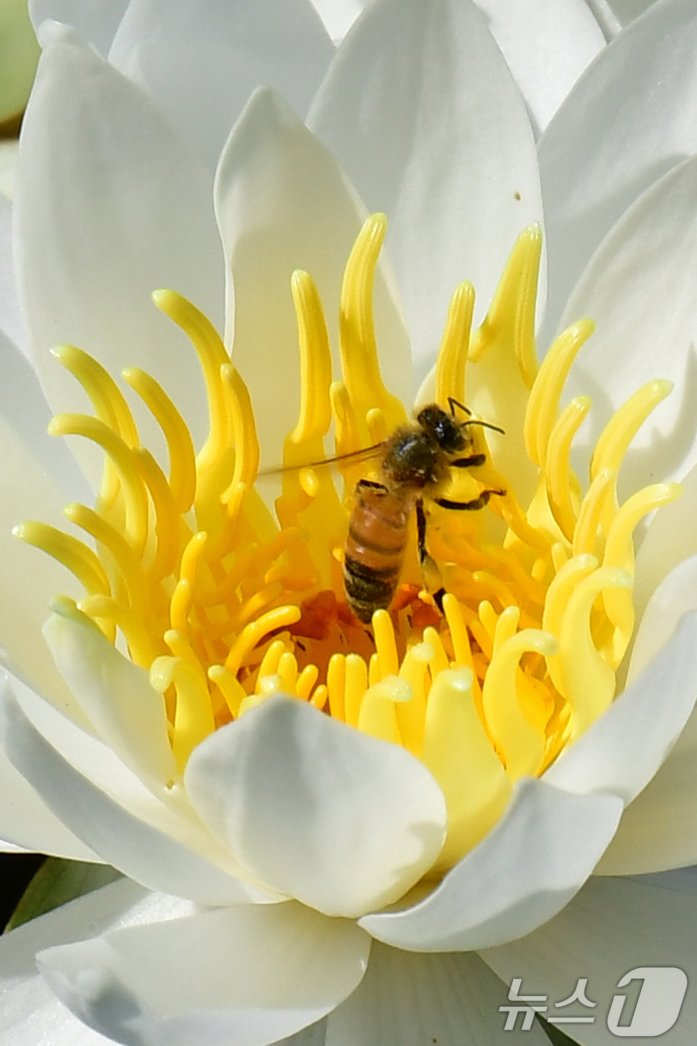 (포항=뉴스1) 최창호 기자 = 10일 오전 포스텍 캠퍼스 내 작은 연못에 핀 수련꽃에서 꿀벌이 꿀을 채취하고 있다. 2024.6.10/뉴스1