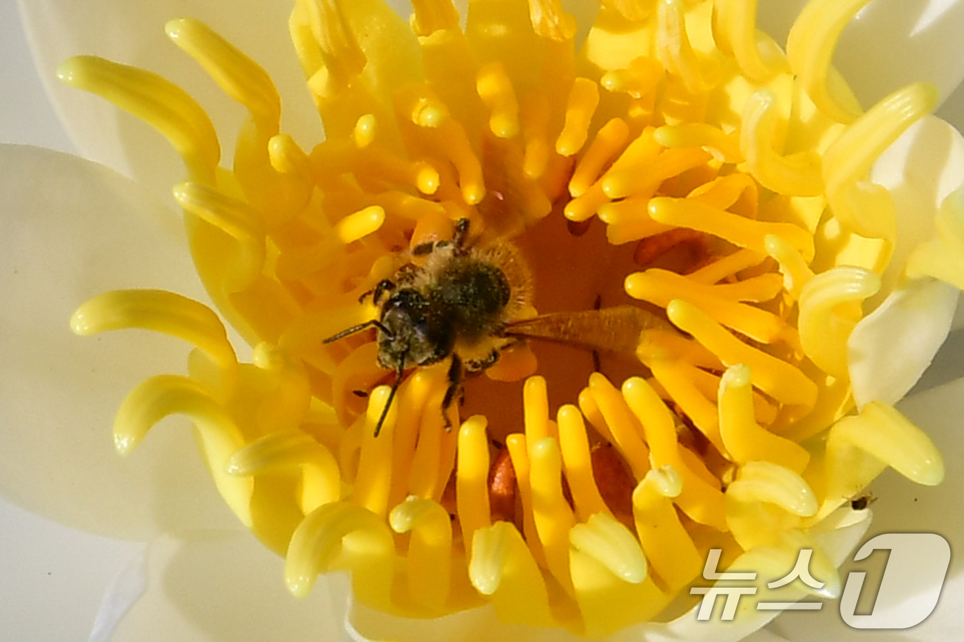 (포항=뉴스1) 최창호 기자 = 10일 오전 포스텍 캠퍼스 내 작은 연못에 핀 수련꽃에서 꿀벌이 꿀을 채취하고 있다. 2024.6.10/뉴스1