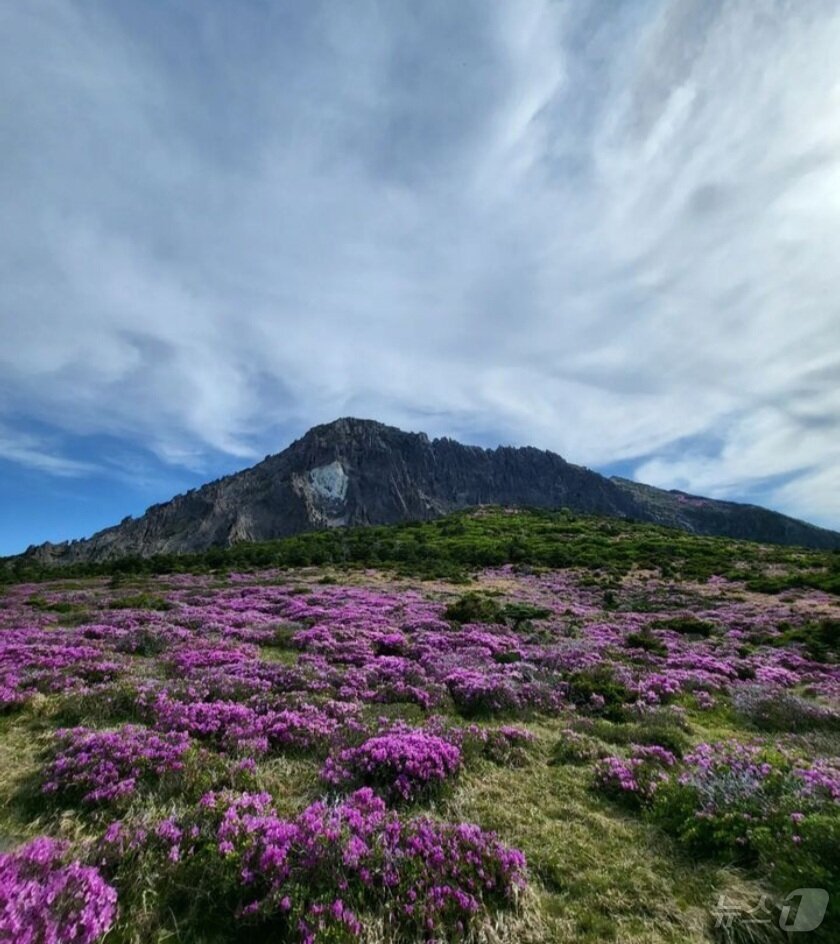 본문 이미지 - 2022년 한라산이 핀 산철쭉/뉴스1