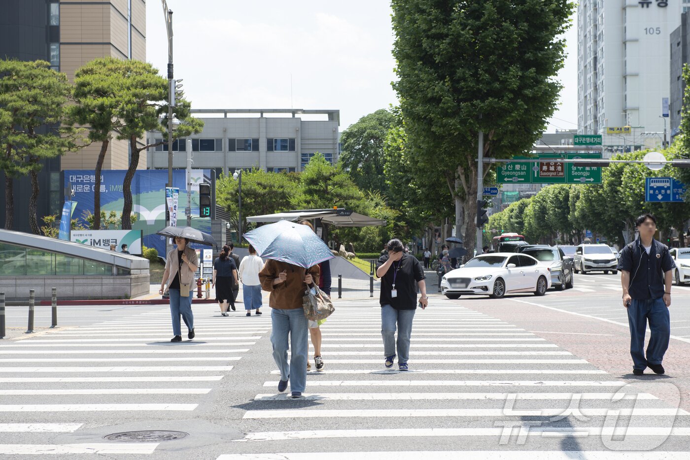 본문 이미지 - 폭염주의보가 발령된 10일 대구의 한 도로에서 시민들이 양산을 쓴 채 횡단보도를 건너고 있다. 2024.6.10/뉴스1 ⓒ News1 이성덕 기자