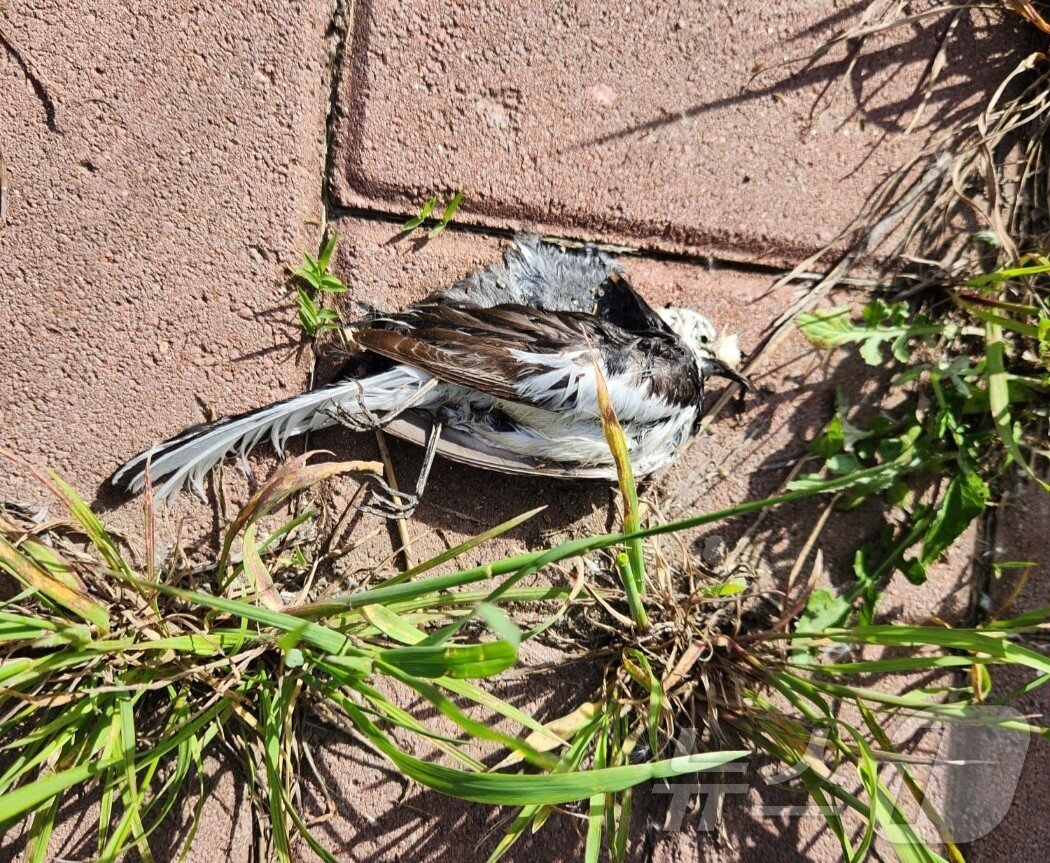 본문 이미지 - 지난 2월 예산의 국도변에서 투명방음벽에 충돌해 죽어 있는 붉은부리찌르레기 사체. (독자 제공) /뉴스1