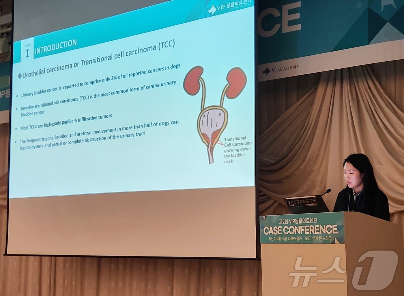 본문 이미지 - 김지현 동대문점 원장이 VIP동물의료센터 제2회 케이스 콘퍼런스에서 '개와 고양이 방광종양에서 홀뮴레이저를 통한 진단과 치료 증례'를 주제로 발표했다. ⓒ 뉴스1 한송아 기자