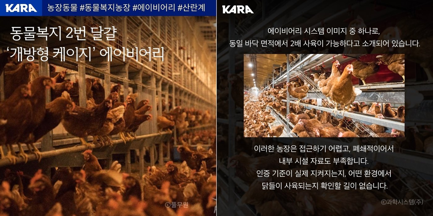 본문 이미지 - 동물권단체 카라는 지난 5일 공식 채널을 통해 산란계 개방형 케이지 국내 도입에 따른 농장의 대형화를 문제로 지적했다. (카라 제공) ⓒ 뉴스1