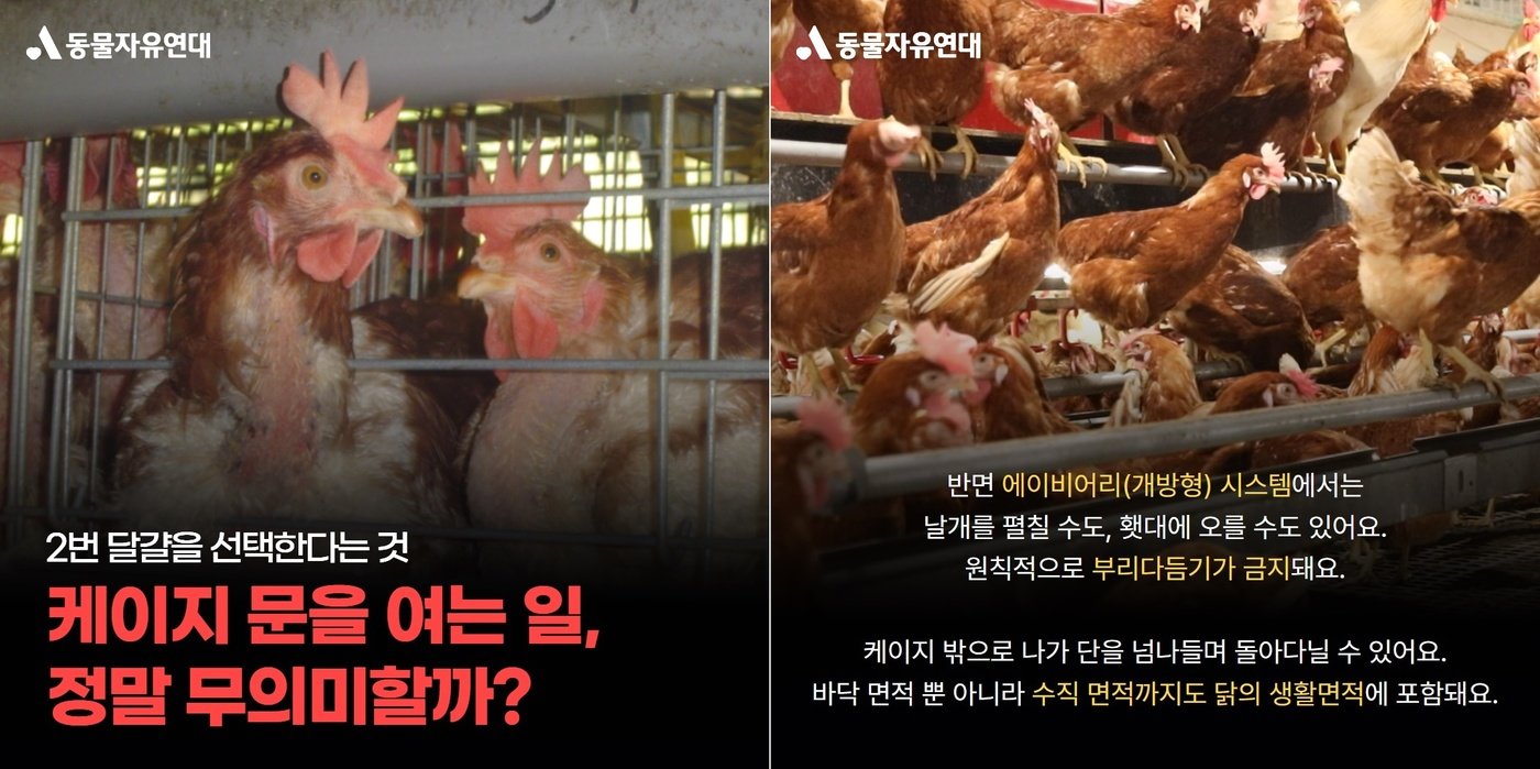본문 이미지 - 동물자유연대는 개방형 케이지도 닭의 복지를 단계적으로 개선하는 길이란 취지의 입장을 냈다. (동물자유연대 제공) ⓒ 뉴스1