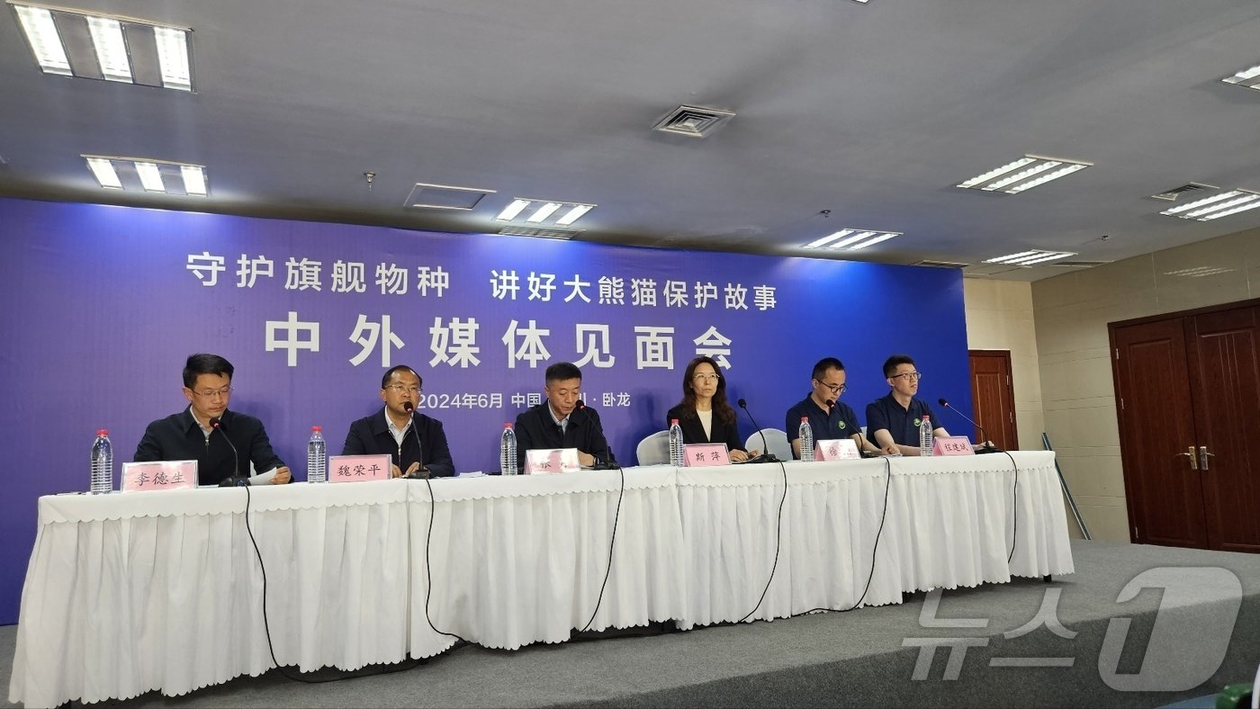 본문 이미지 - 중국 내 푸바오 공개을 하루 앞둔 11일 오후 중국 쓰촨 워룽 선수핑 기지에서 판다기지 관계자들이 기자간담회를 하고 있다. 2024.6.11/뉴스1 ⓒ News1 정은지 특파원