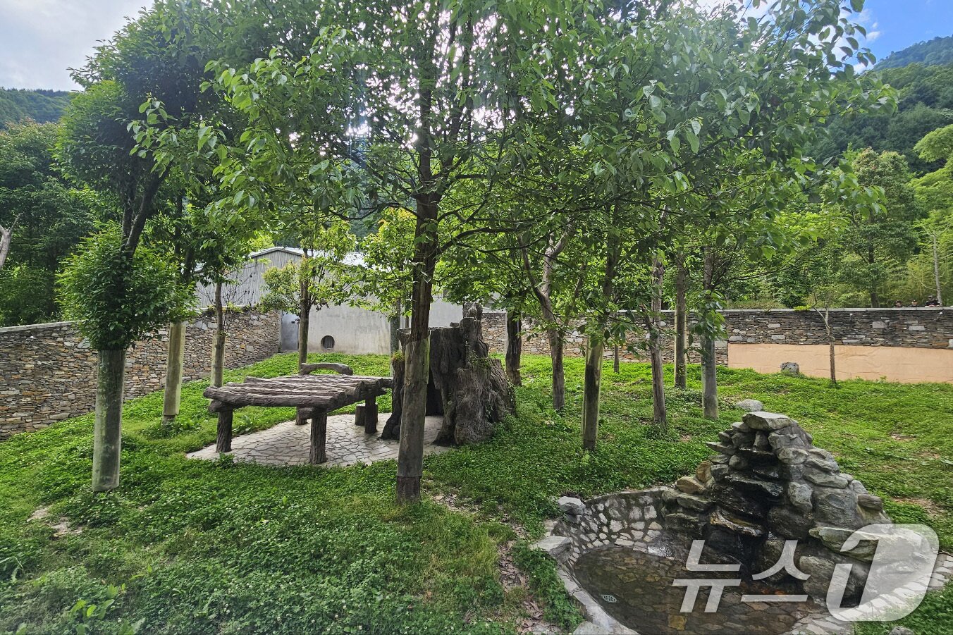 본문 이미지 - 중국 내 푸바오 공개을 하루 앞둔 11일 오후 중국 쓰촨 워룽 선수핑 기지에서 푸바오 방사장이 공개되고 있다. 2024.6.11/뉴스1 ⓒ News1 정은지 특파원