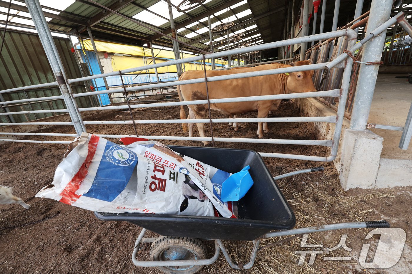 본문 이미지 - 산지 소값이 크게 하락하고 생산비가 늘면서 한우농가들의 위기감이 확산되고 있다. 12일 전남 영암군 신북면 한 한우농가에서 소들이 한가롭게 휴식을 취하고 있다. 농가들은 사료값이 올라 어려움을 호소하고 있다. 2024.6.12/뉴스1 ⓒ News1 김태성 기자