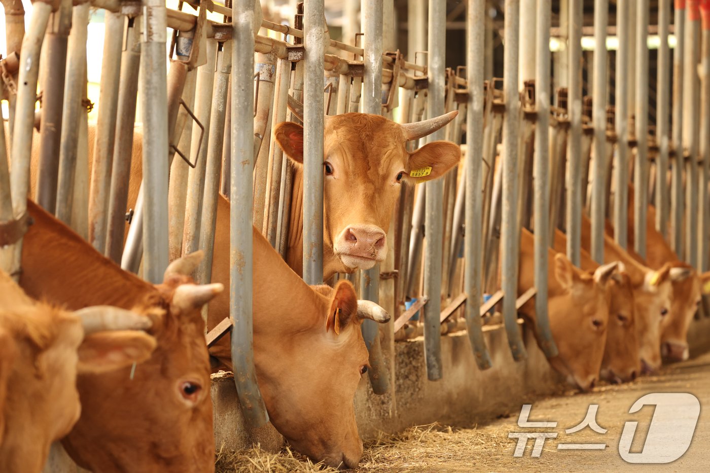 본문 이미지 - 산지 소값이 크게 하락하고 생산비가 늘면서 한우농가들의 위기감이 확산되고 있는 가운데 12일 전남 영암군 신북면 한 한우농가 소들이 여물을 먹고 있다. 2024.6.12/뉴스1 ⓒ News1 김태성 기자