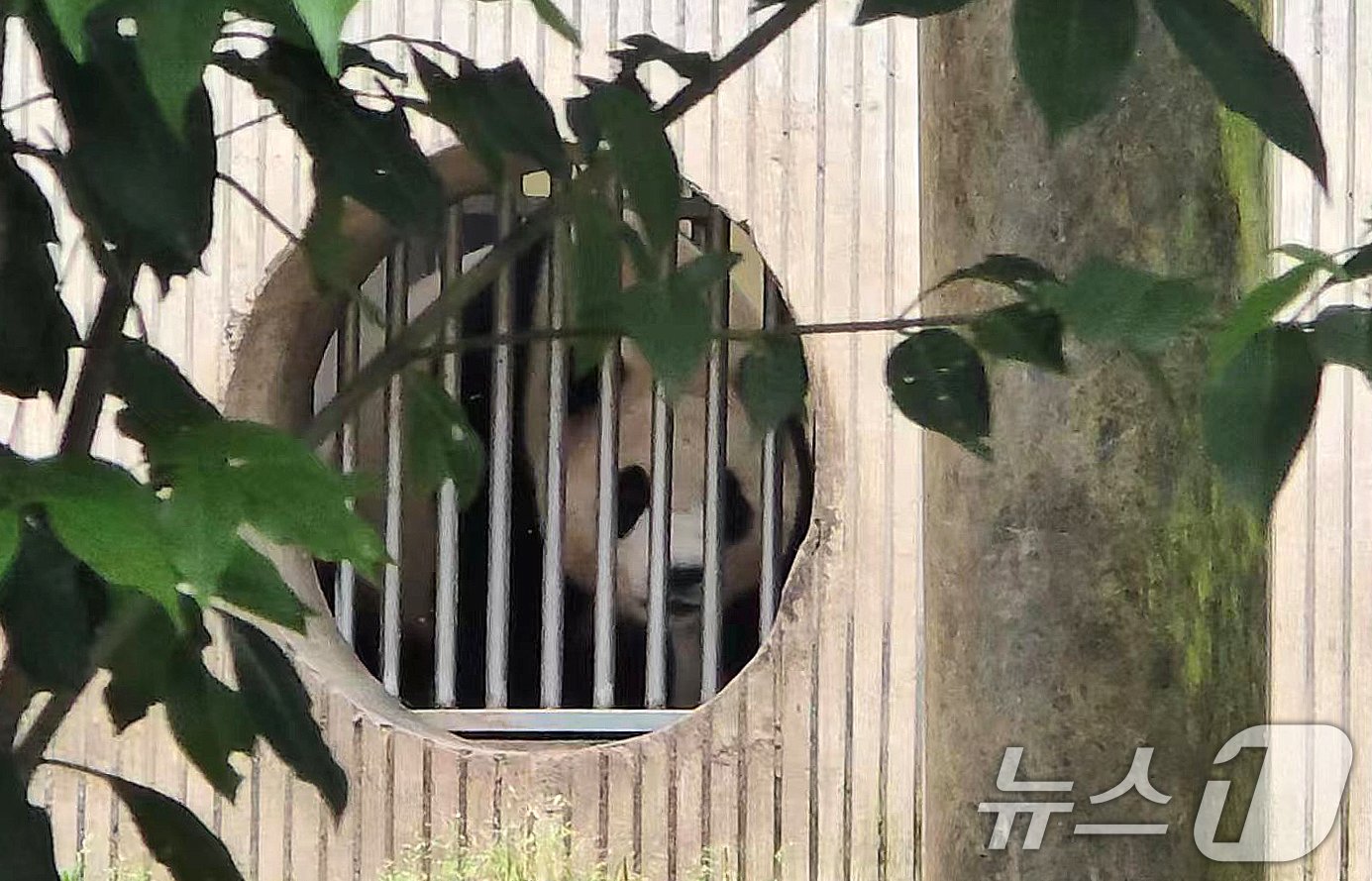 본문 이미지 - 12일(현지시간) 중국 쓰촨 워룽 선수핑 기지에서 자이언트 판다 푸바오가 일반 공개를 기다리고 있다. 2024.6.12/뉴스1 ⓒ News1 정은지 특파원