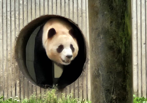 李대통령, 시진핑에 '판다 대여' 제안…"어서 와, 광주서 만나자"
