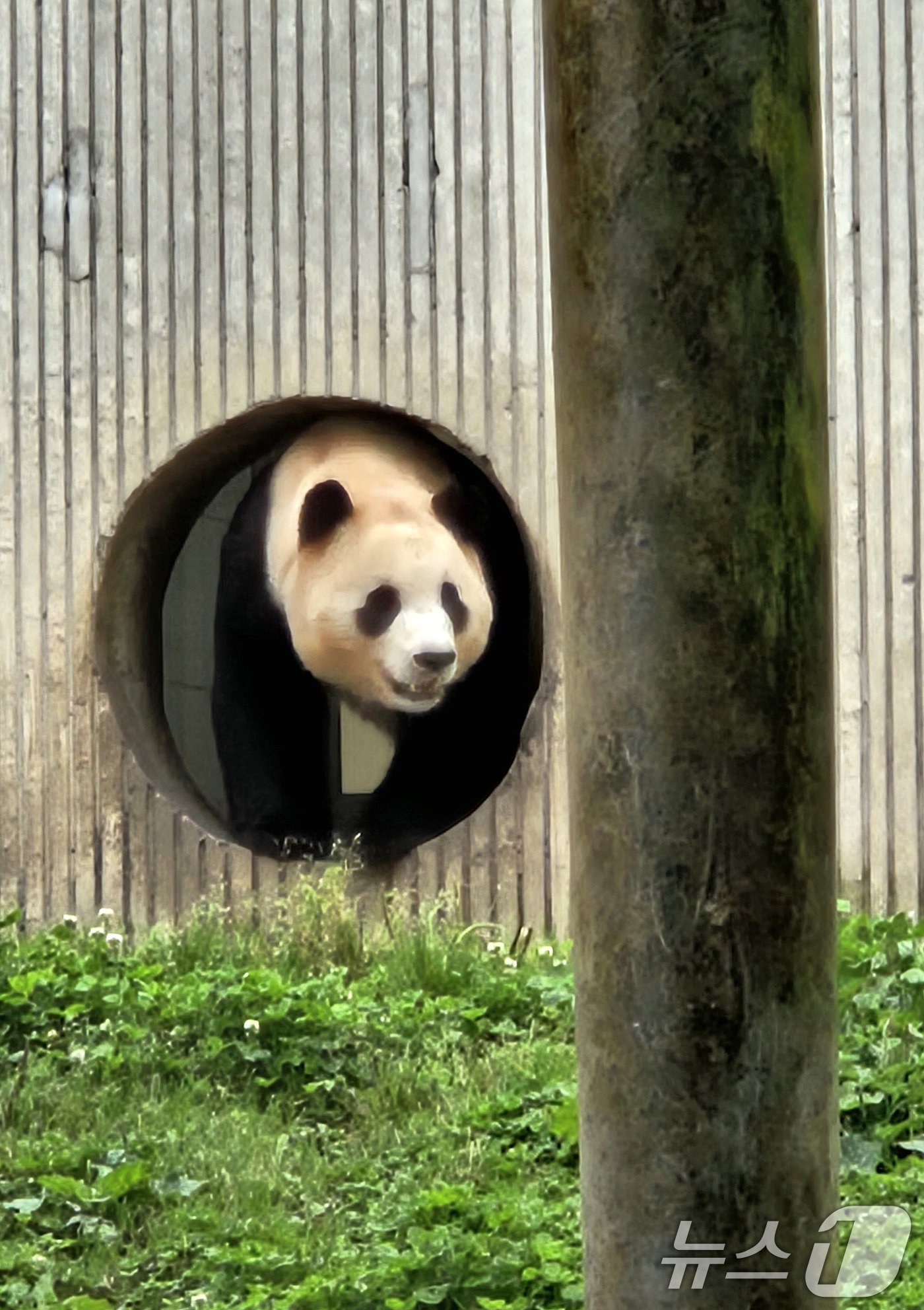 본문 이미지 - 12일(현지시간) 중국 쓰촨성 워룽 선수핑 기지에서 자이언트 판다 푸바오가 일반에 공개되고 있다. 2024.6.12/뉴스1 ⓒ News1 정은지 특파원