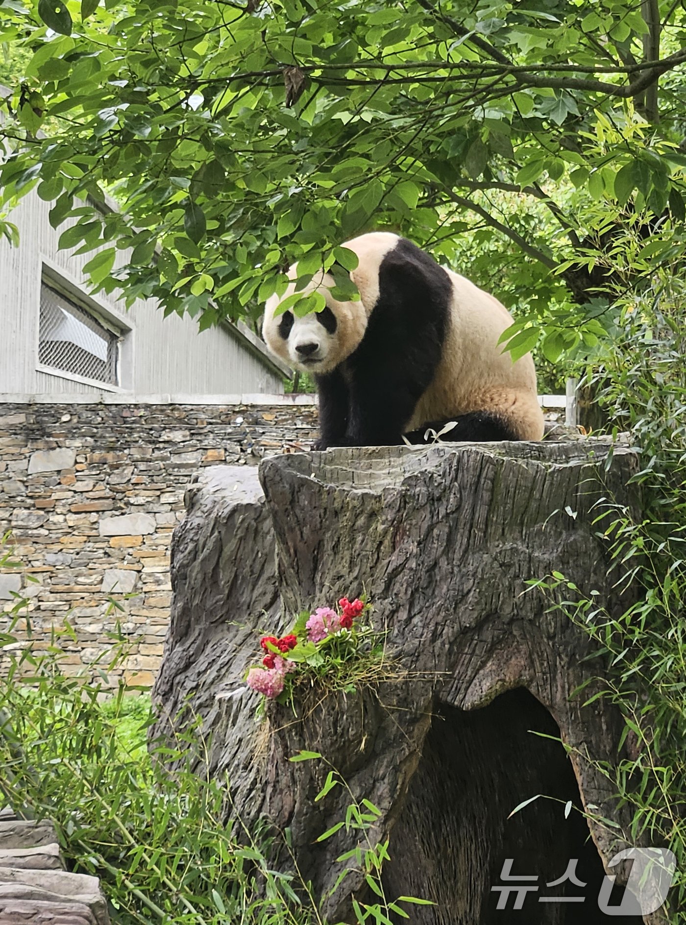본문 이미지 - 12일(현지시간) 중국 쓰촨성 워룽 선수핑 기지에서 자이언트 판다 푸바오가 일반에 공개되고 있다. 2024.6.12/뉴스1 ⓒ News1 정은지 특파원