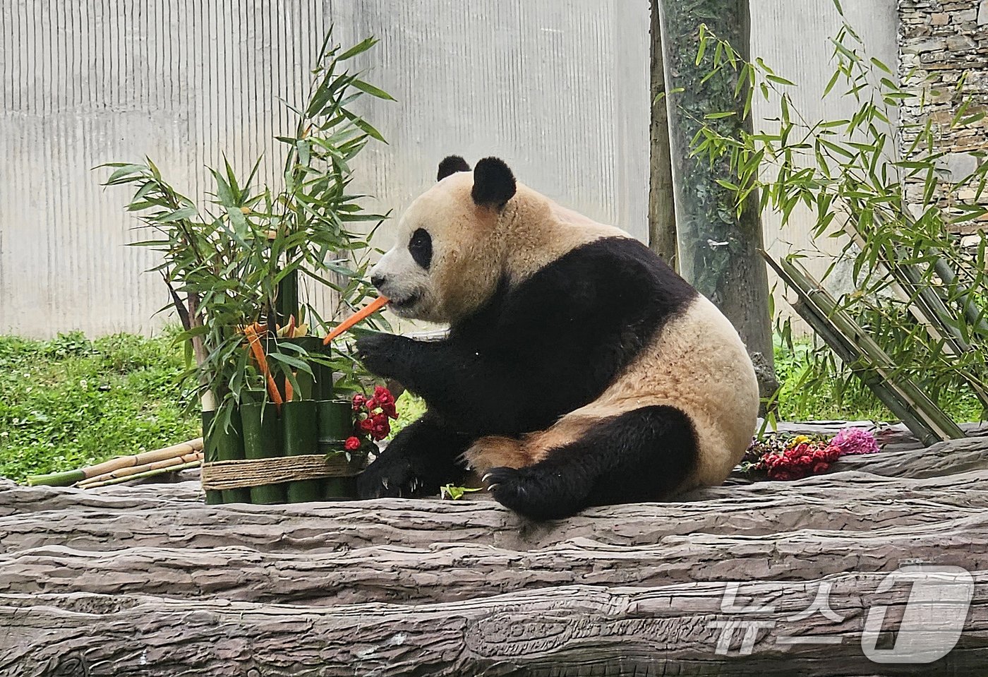본문 이미지 - 12일(현지시간) 중국 쓰촨성 워룽 선수핑 기지에서 자이언트 판다 푸바오가 일반에 공개되고 있다. 2024.6.12/뉴스1 ⓒ News1 정은지 특파원