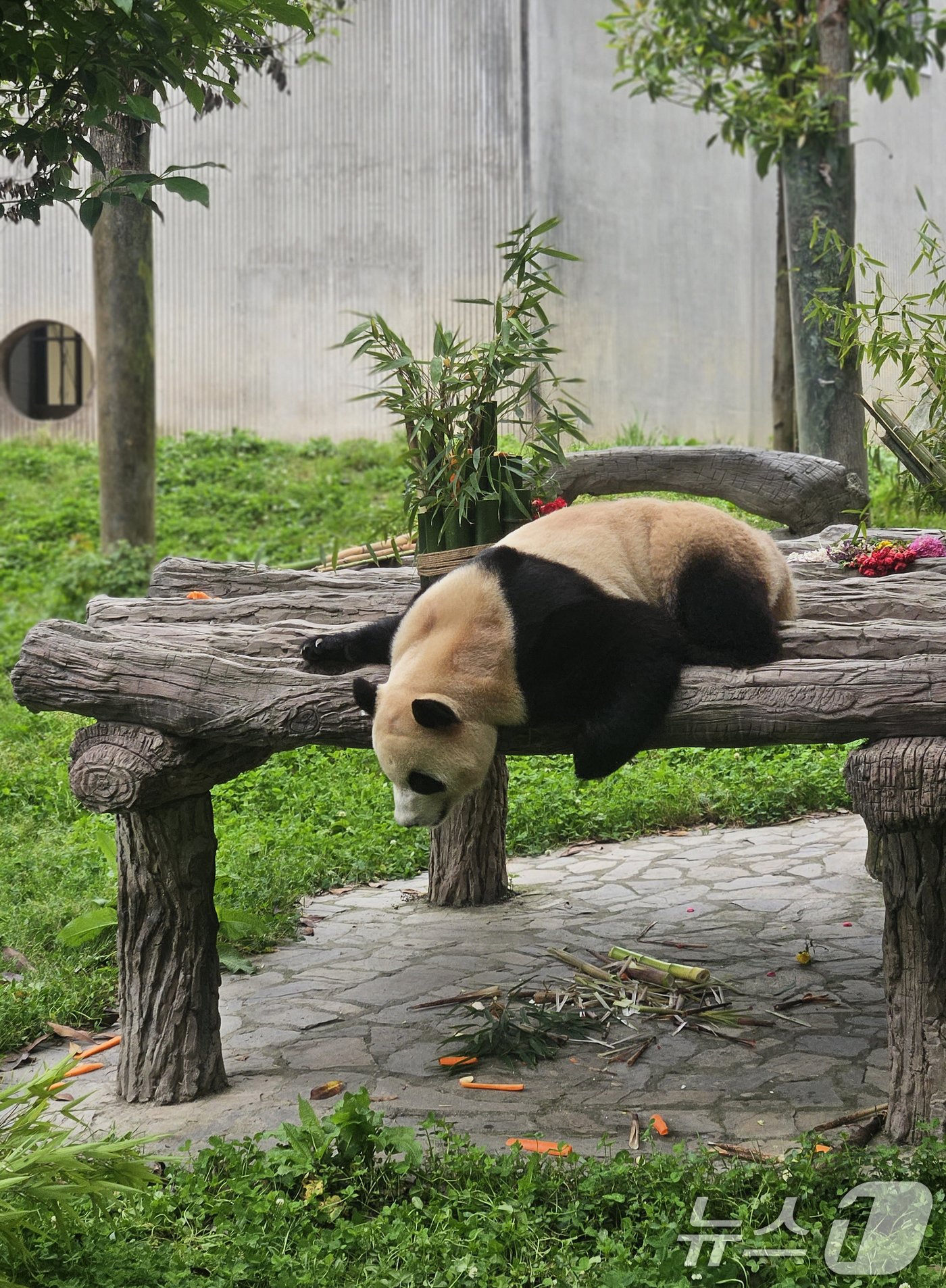 본문 이미지 - 12일(현지시간) 중국 쓰촨성 워룽 선수핑 기지에서 자이언트 판다 푸바오가 언론과 일반에 공개되고 있다. 2024.6.12/뉴스1 ⓒ News1 정은지 특파원