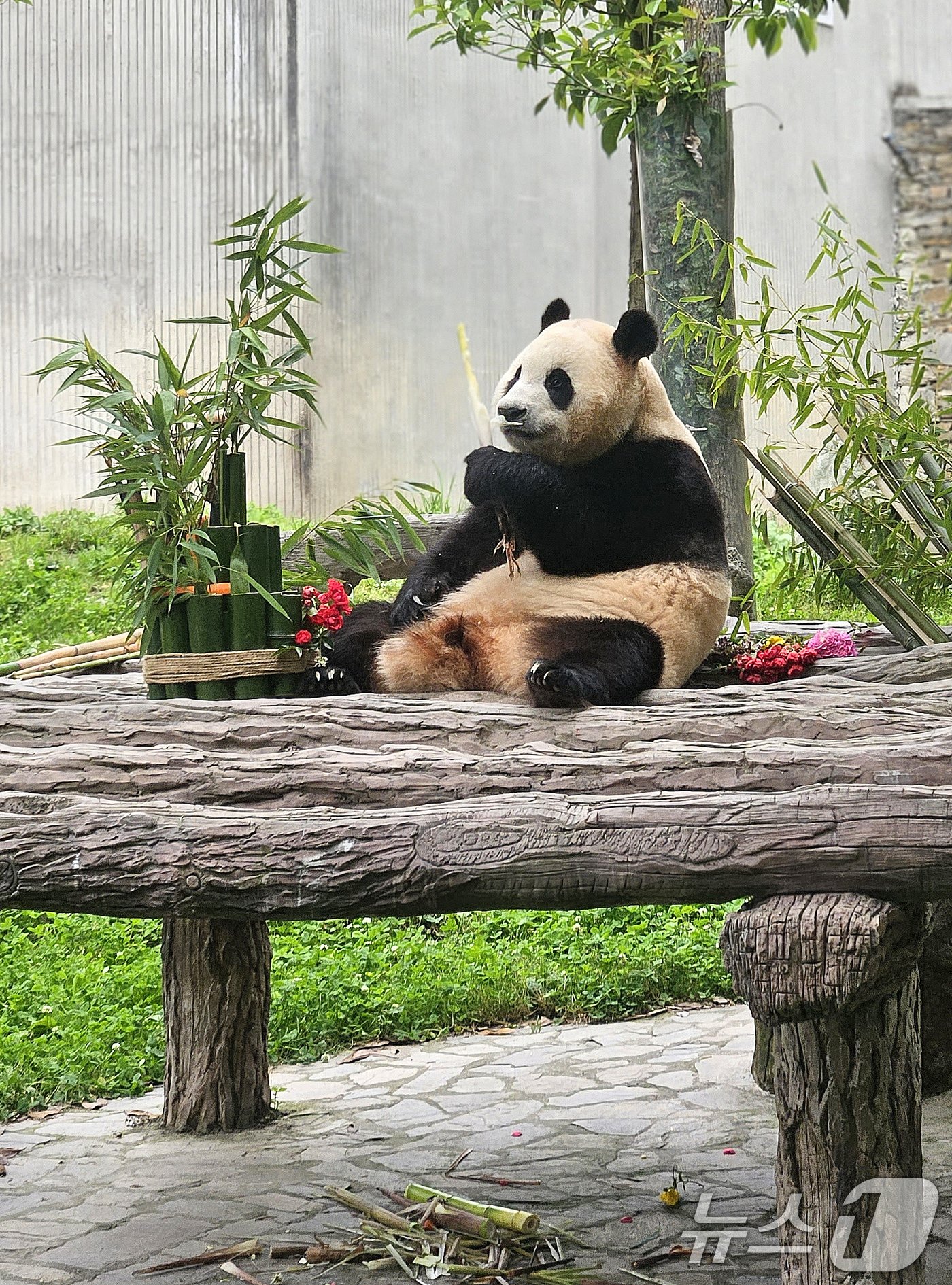 본문 이미지 - 12일(현지시간) 중국 청두 쓰촨 워룽 선수핑 기지에서 자이언트 판다 푸바오가 언론과 일반에 공개되고 있다. 2024.6.12/뉴스1 ⓒ News1 정은지 특파원