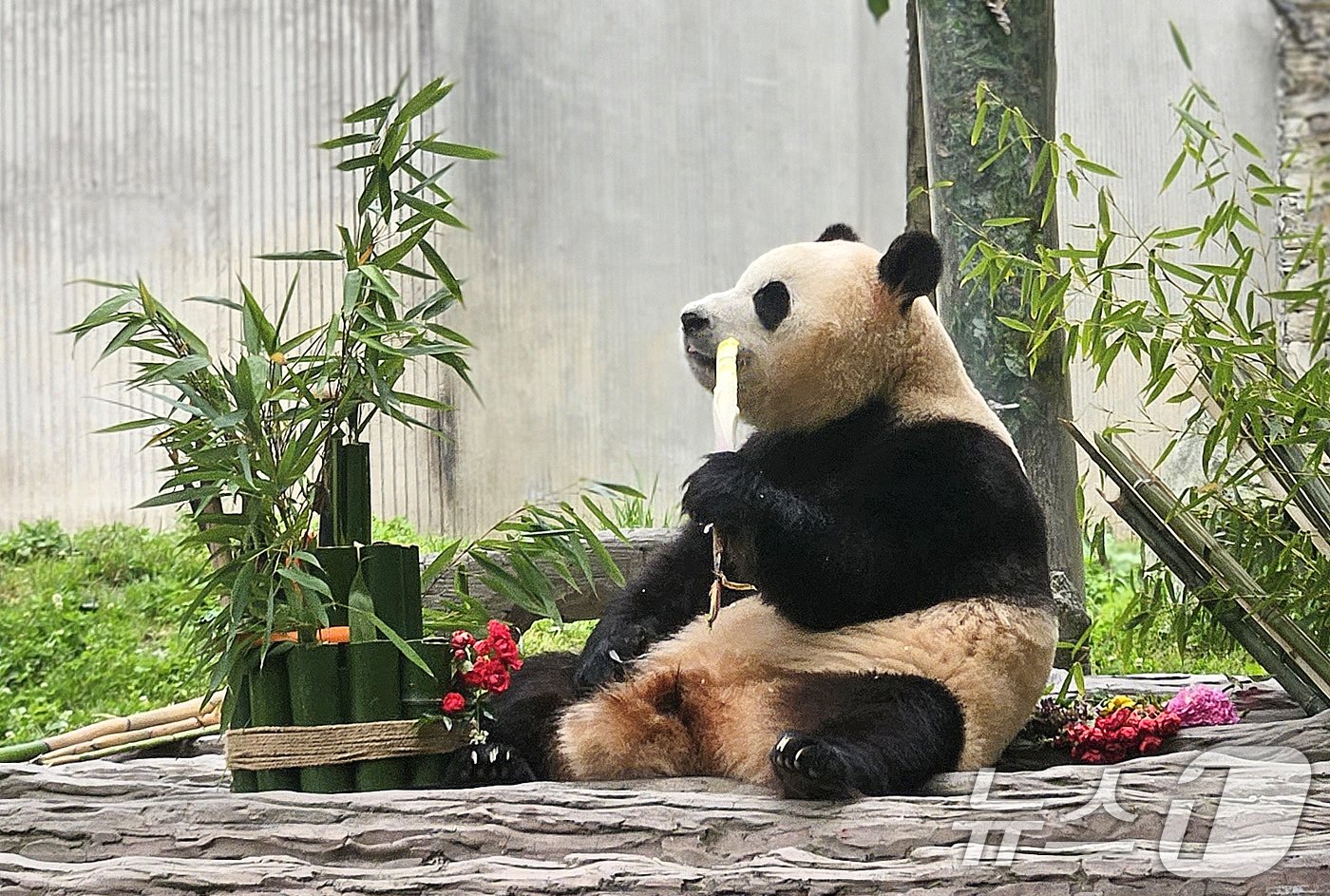 본문 이미지 - 12일(현지시간) 중국 청두 쓰촨 워룽 선수핑 기지에서 자이언트 판다 푸바오가 언론과 일반에 공개되고 있다. 2024.6.12/뉴스1 ⓒ News1 정은지 특파원