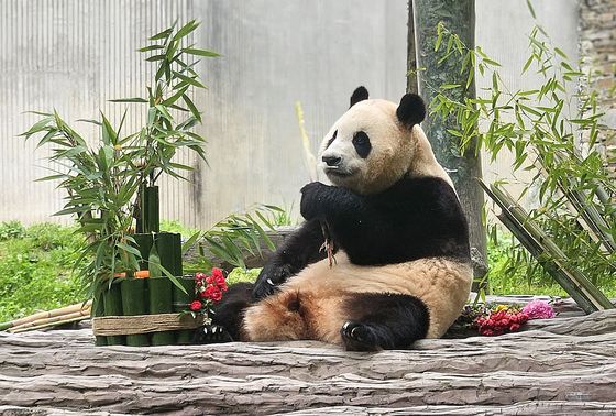 내년 1월 1일부터 푸바오 다시 볼 수 있다…'판다기지 재개장'