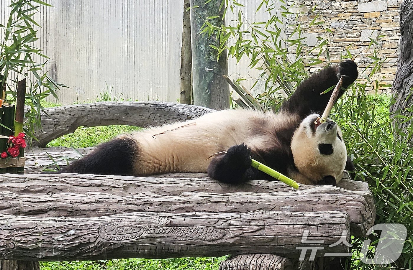 본문 이미지 - 12일(현지시간) 중국 청두 쓰촨 워룽 선수핑 기지에서 자이언트 판다 푸바오가 언론과 일반에 공개되고 있다. 2024.6.12/뉴스1 ⓒ News1 정은지 특파원