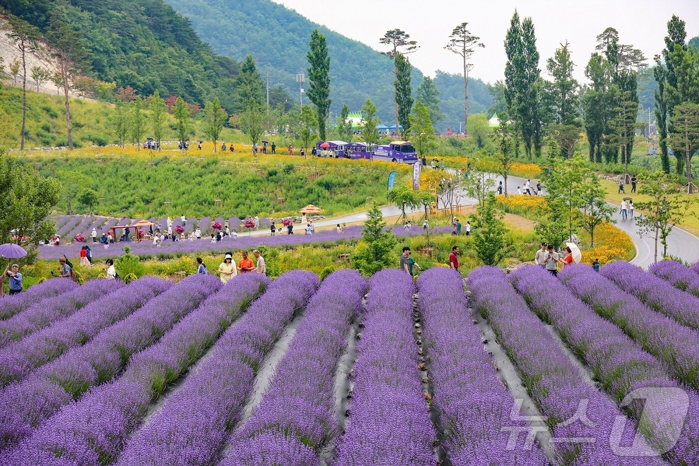본문 이미지 - 라벤더축제가 열리고 있는 강원 동해 무릉별유천지.(동해시 제공) 2024.6.12/뉴스1