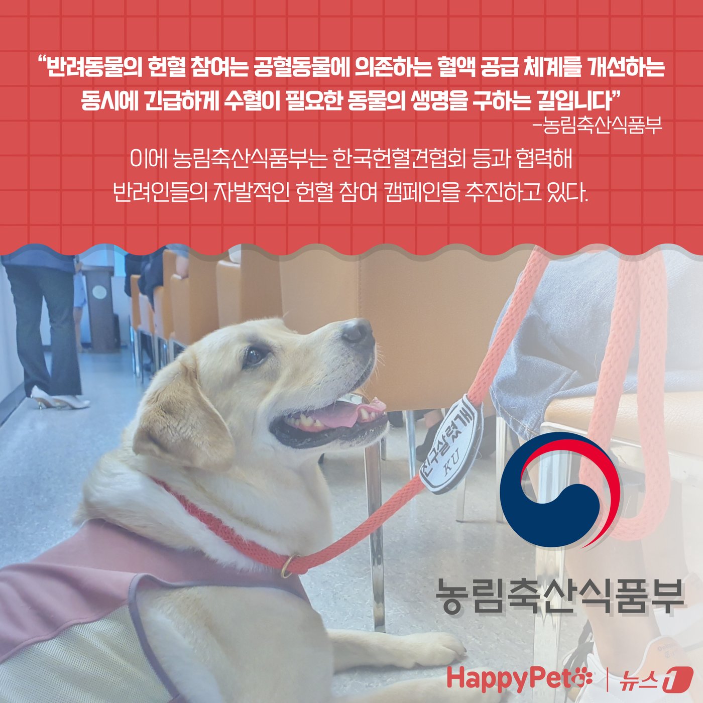 본문 이미지 - &#39;복지와 건강 모두 챙기개&#39;…반려동물 헌혈에 동참하세요 ⓒ News1 양혜림 디자이너