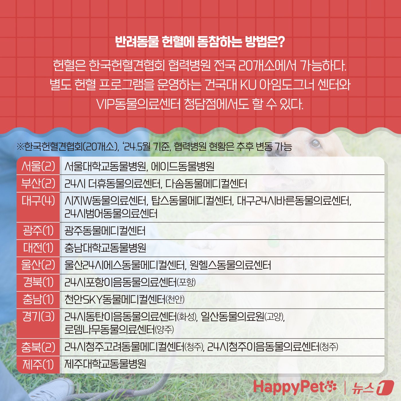 본문 이미지 - &#39;복지와 건강 모두 챙기개&#39;…반려동물 헌혈에 동참하세요 ⓒ News1 양혜림 디자이너