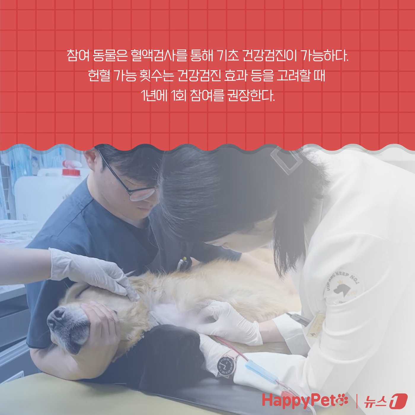 본문 이미지 - &#39;복지와 건강 모두 챙기개&#39;…반려동물 헌혈에 동참하세요 ⓒ News1 양혜림 디자이너