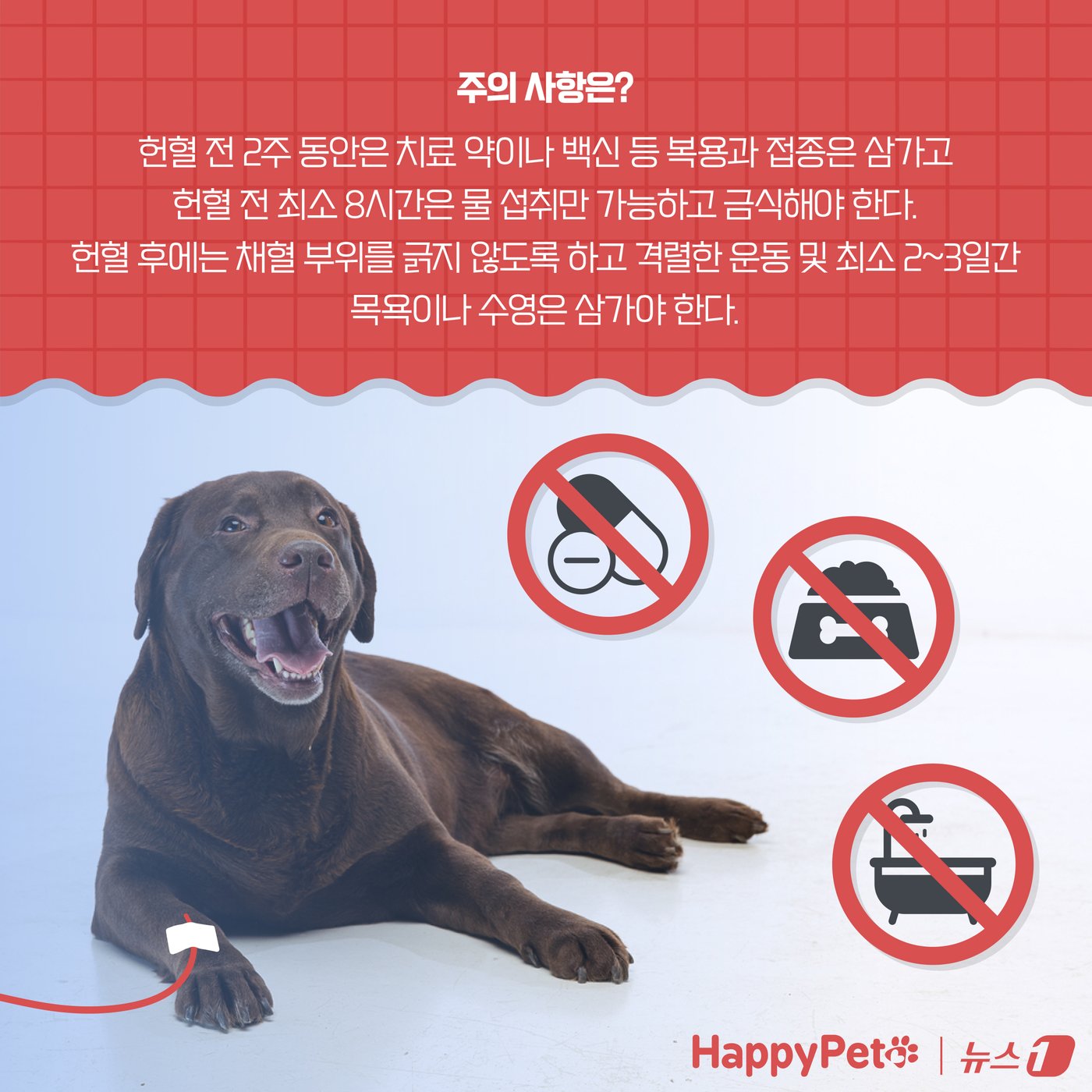 본문 이미지 - &#39;복지와 건강 모두 챙기개&#39;…반려동물 헌혈에 동참하세요 ⓒ News1 양혜림 디자이너