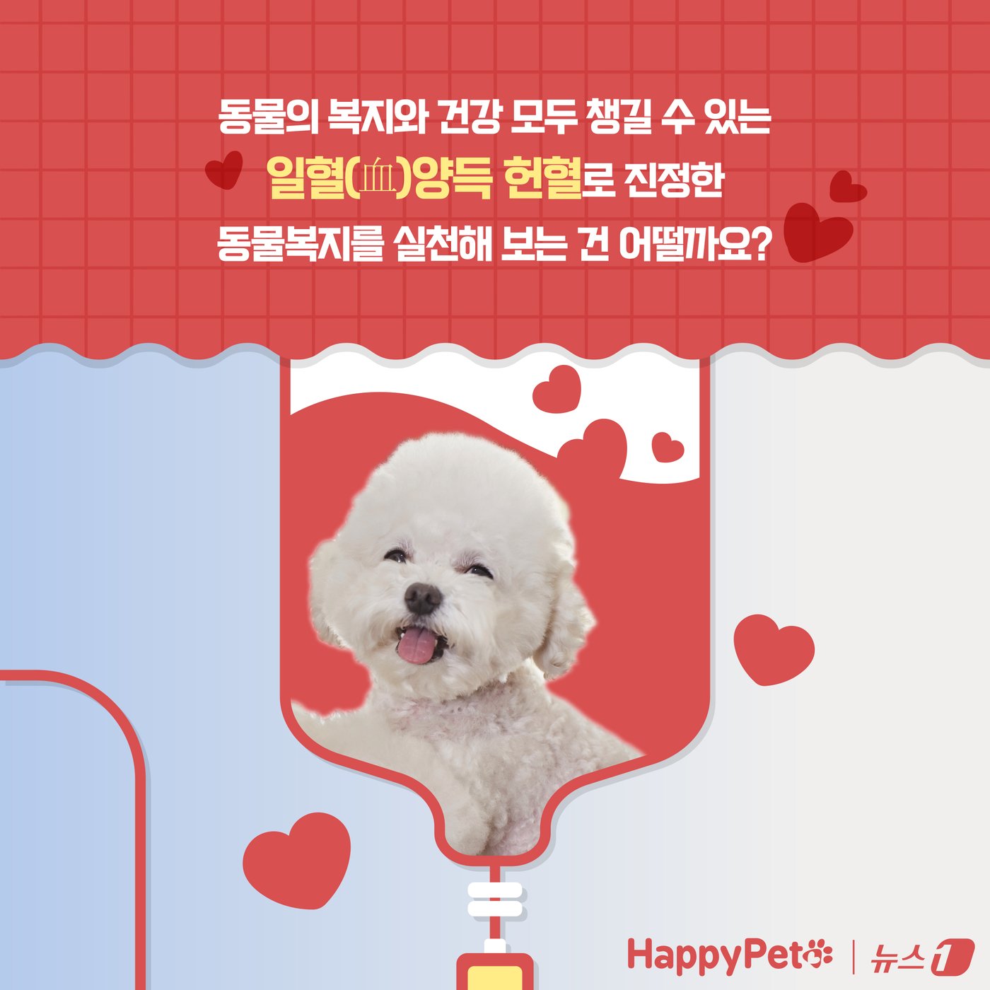 본문 이미지 - &#39;복지와 건강 모두 챙기개&#39;…반려동물 헌혈에 동참하세요 ⓒ News1 양혜림 디자이너