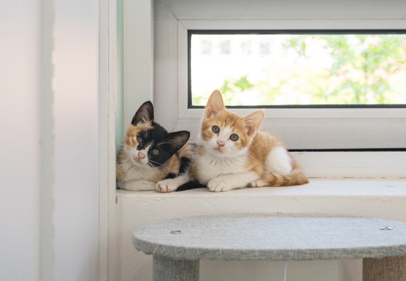 본문 이미지 - 구조된 고양이들은 찌미(왼쪽)와 뀨리란 이름으로 동물자유연대 온캣 센터에서 가족을 기다리고 있다. (동물자유연대 제공) ⓒ 뉴스1