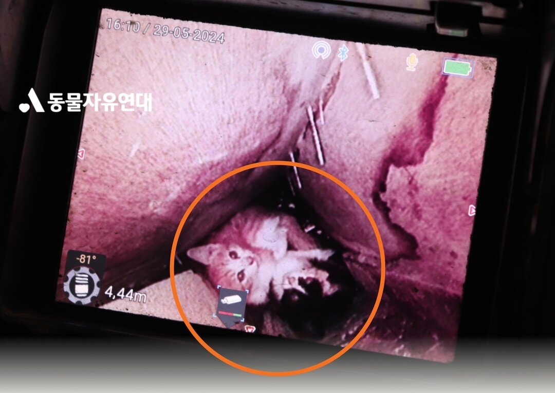 본문 이미지 - 벽안에 갇혀 구조를 기다리던 새끼 고양이 남매 (동물자유연대 제공) ⓒ 뉴스1